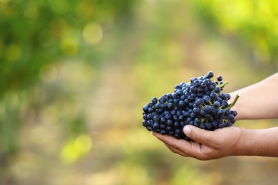 Man holding bunches of fresh ripe juicy grapes in vineyard, closeup