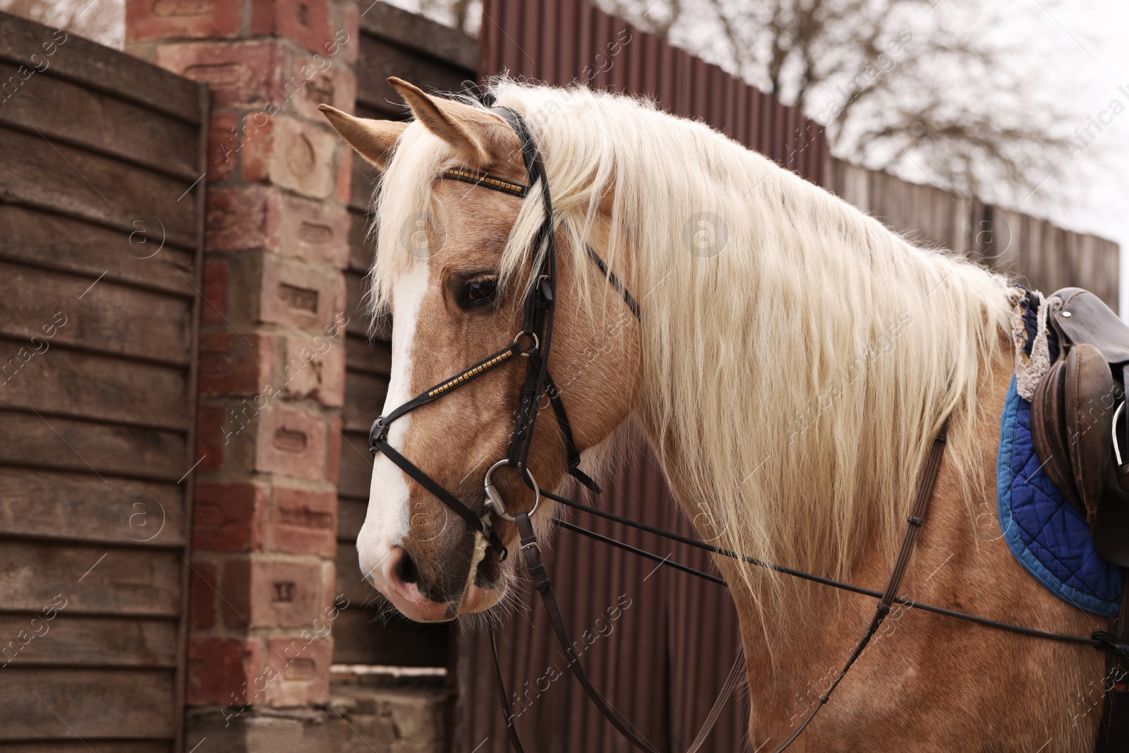 Photo of Adorable horse walking outdoors. Lovely domesticated pet