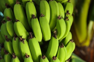 Photo of Unripe bananas growing on tree outdoors, closeup view