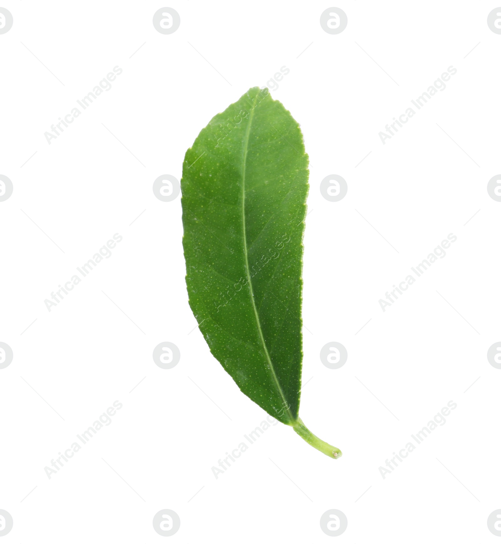 Photo of Fresh green citrus leaf on white background