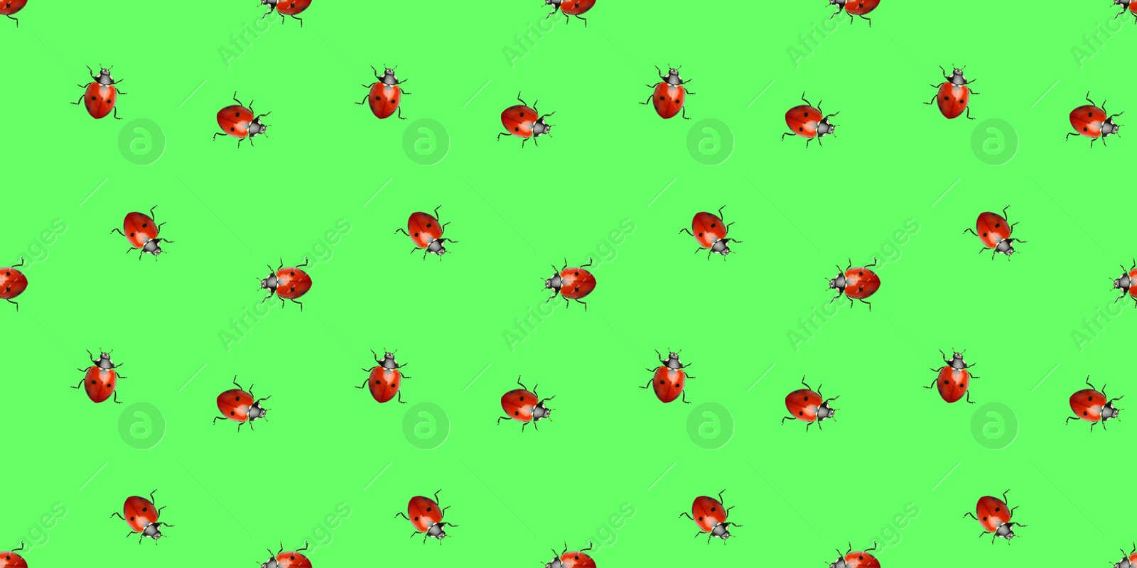 Image of Many red ladybugs on green background, flat lay. Banner design