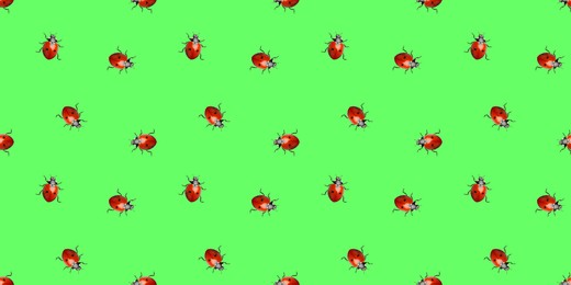 Image of Many red ladybugs on green background, flat lay. Banner design