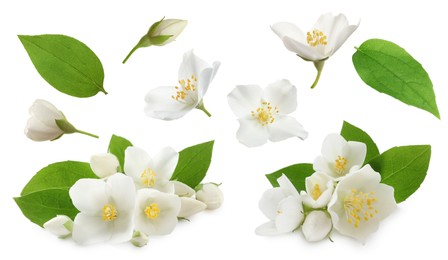 Set with beautiful tender jasmine flowers and green leaves on white background 