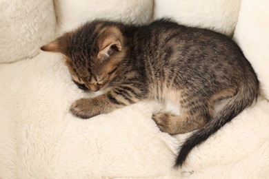 Photo of Cute fluffy kitten sleeping on pet bed. Baby animal