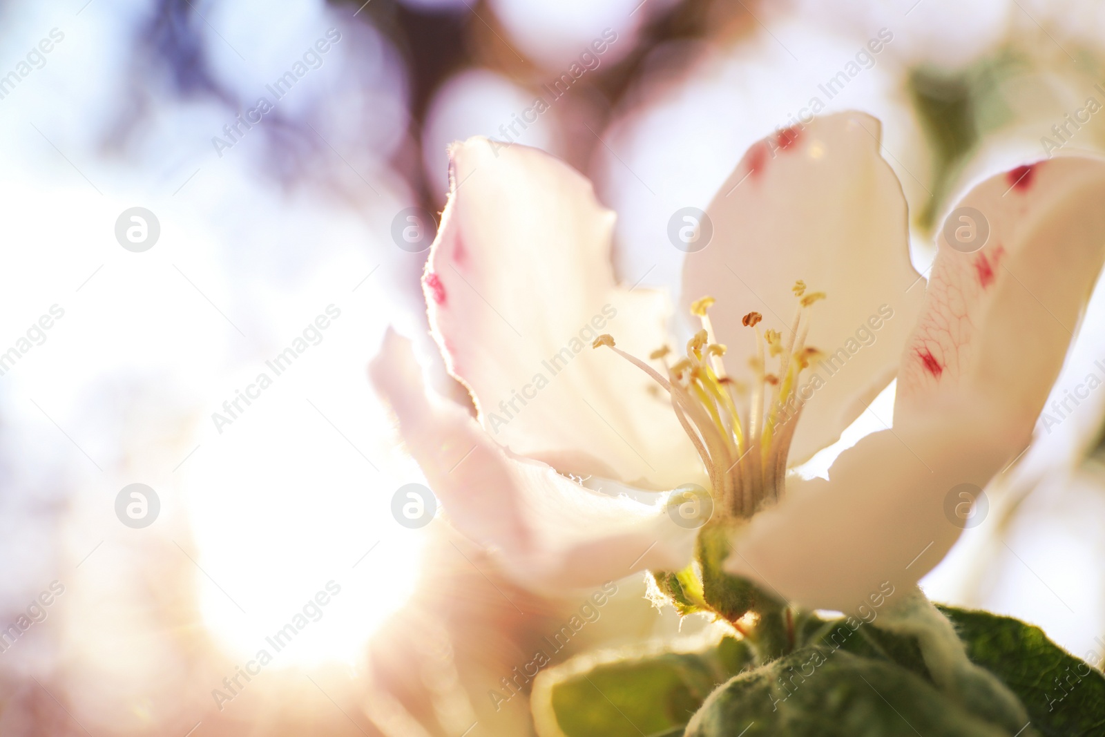 Photo of Closeup view of beautiful blossoming quince tree outdoors on spring day