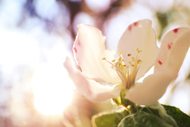 Closeup view of beautiful blossoming quince tree outdoors on spring day