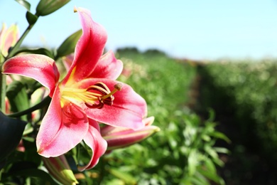 Photo of Beautiful bright pink lilies growing at flower field, closeup. Space for text