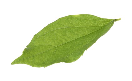 Photo of Fresh green jasmine leaf isolated on white