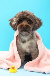 Photo of Cute Maltipoo dog wrapped in towel and bath duck on light blue background. Lovely pet