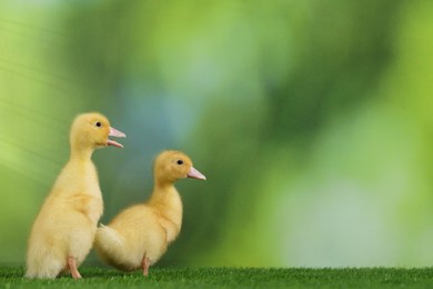 Photo of Cute fluffy ducklings on artificial grass against blurred background, closeup with space for text. Baby animals
