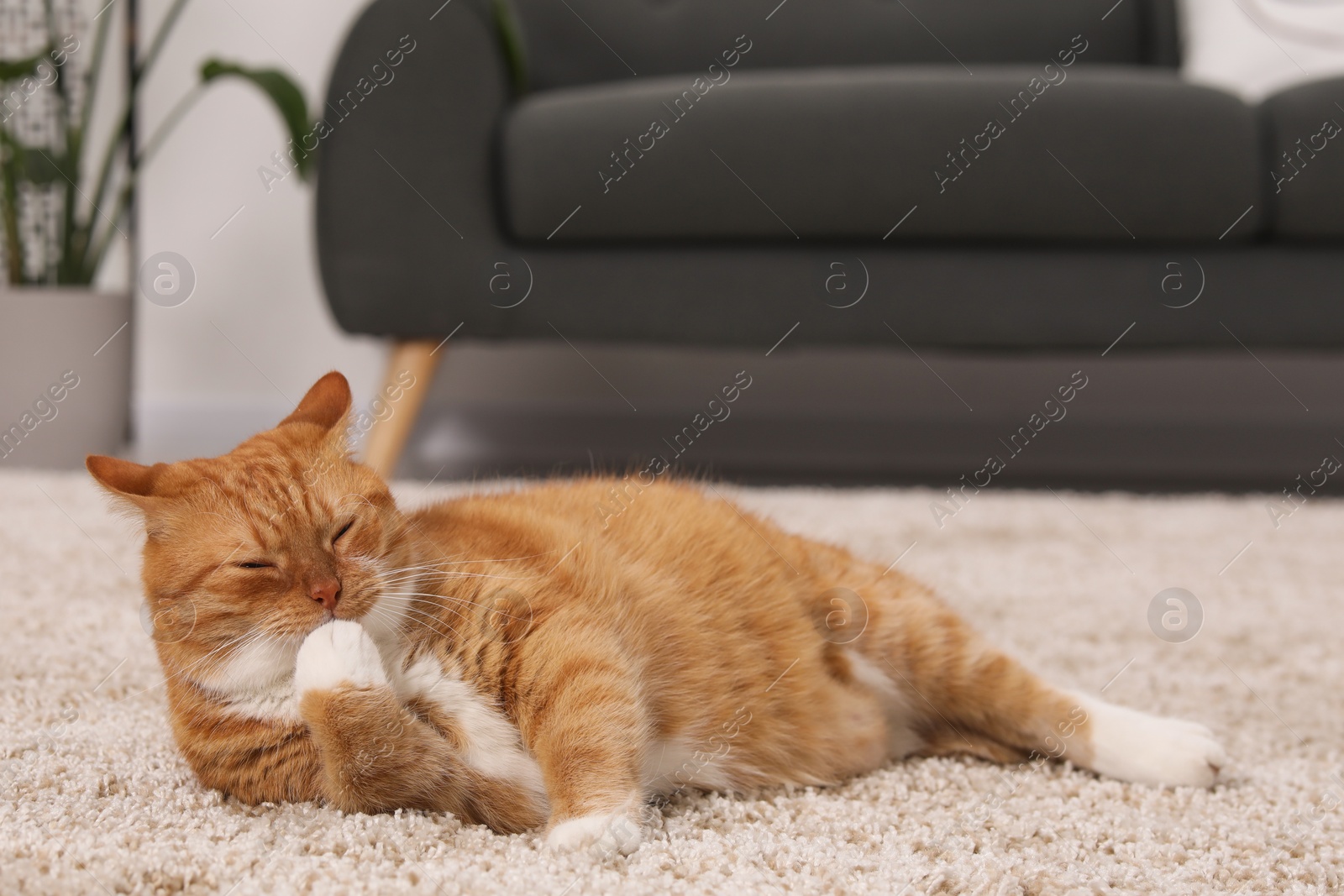 Photo of Cute ginger cat licking paw on carpet at home