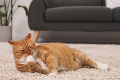 Cute ginger cat licking paw on carpet at home