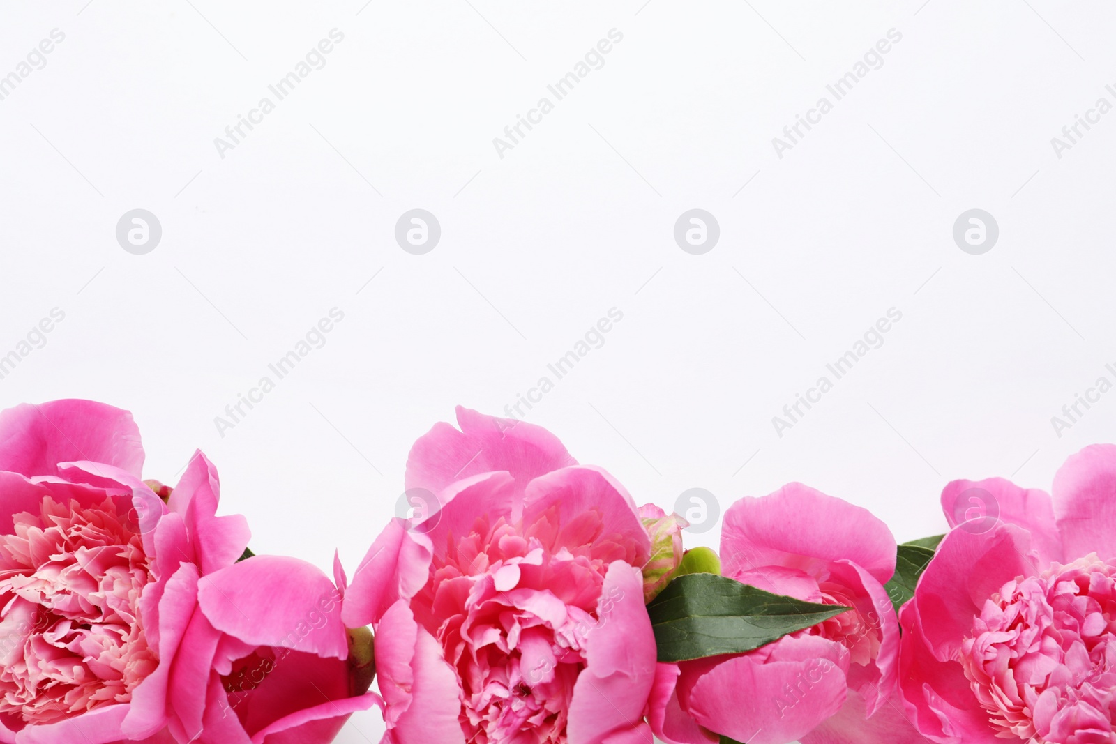 Photo of Fragrant peonies on white background, top view. Beautiful spring flowers