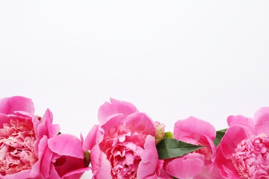 Photo of Fragrant peonies on white background, top view. Beautiful spring flowers