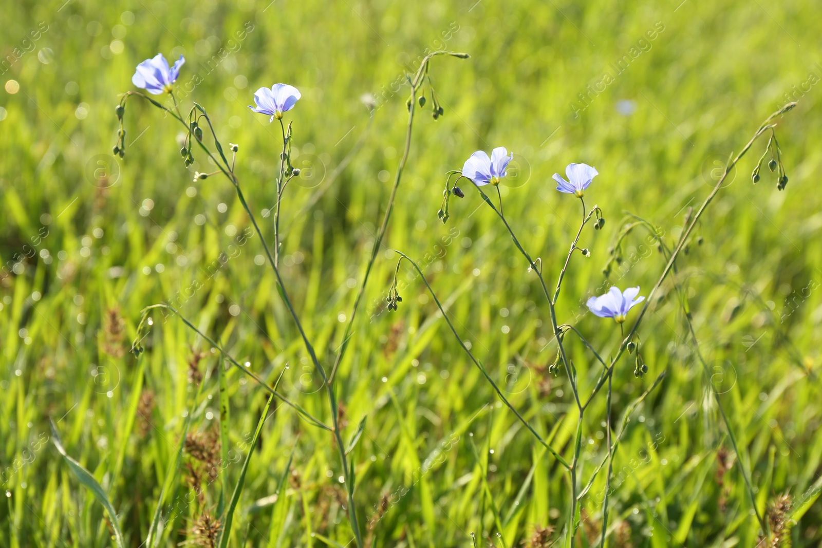 Photo of Beautiful flowers growing in meadow on sunny day