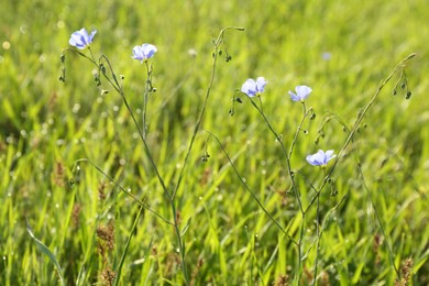 Photo of Beautiful flowers growing in meadow on sunny day