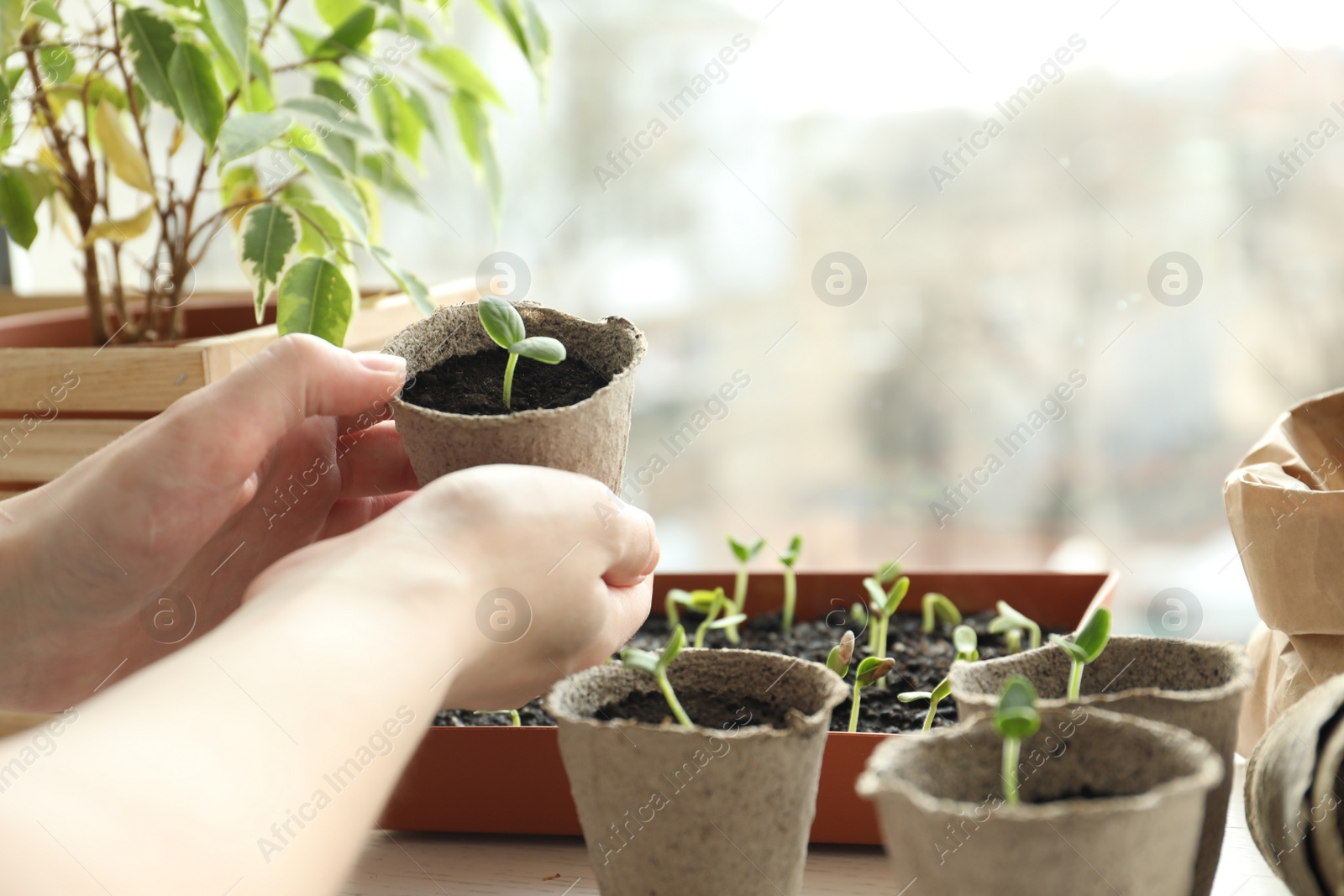 Photo of Woman holding pot with seedling indoors, closeup