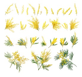 Image of Set with bright yellow mimosa flowers on white background