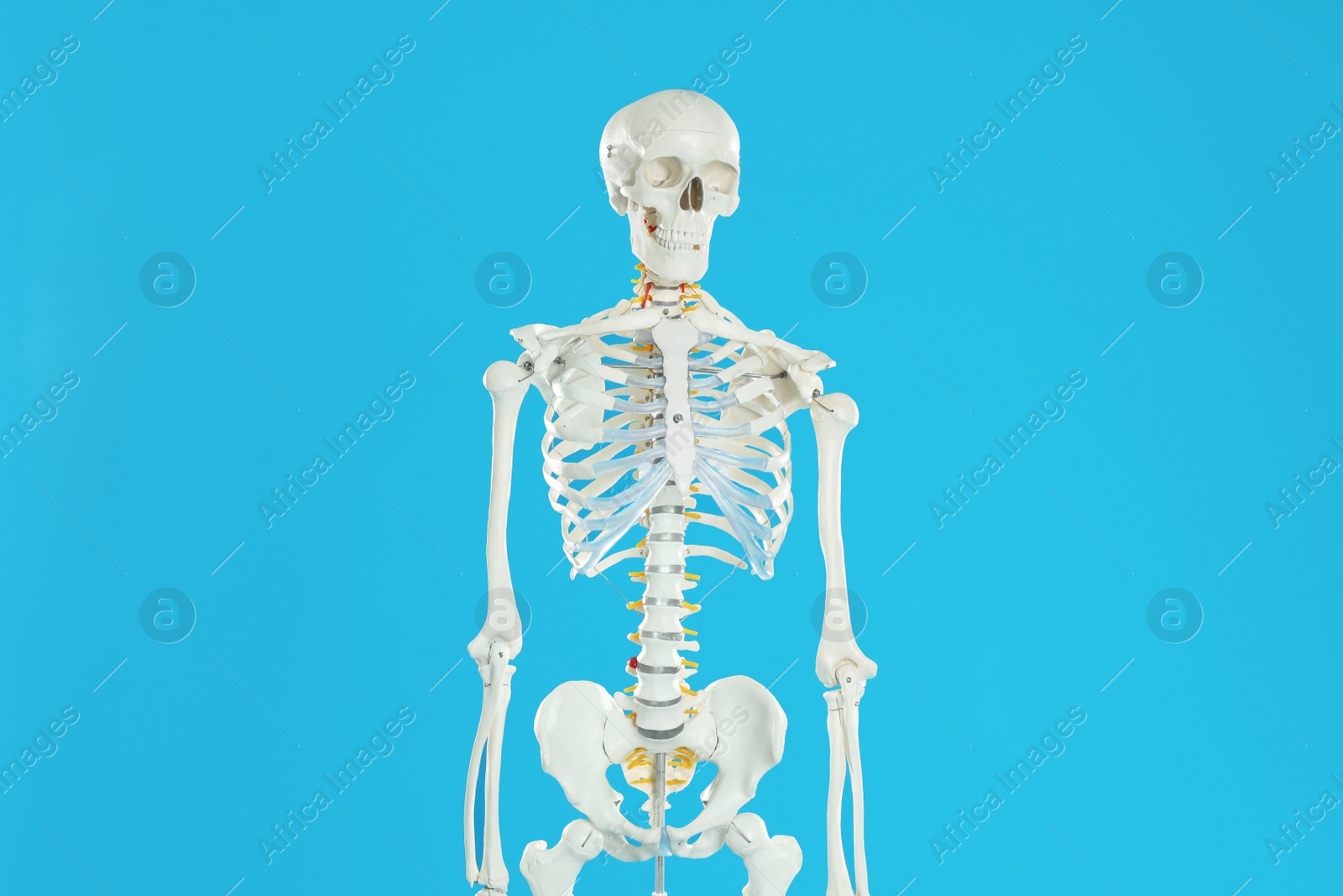 Photo of Artificial human skeleton model on blue background