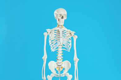 Photo of Artificial human skeleton model on blue background