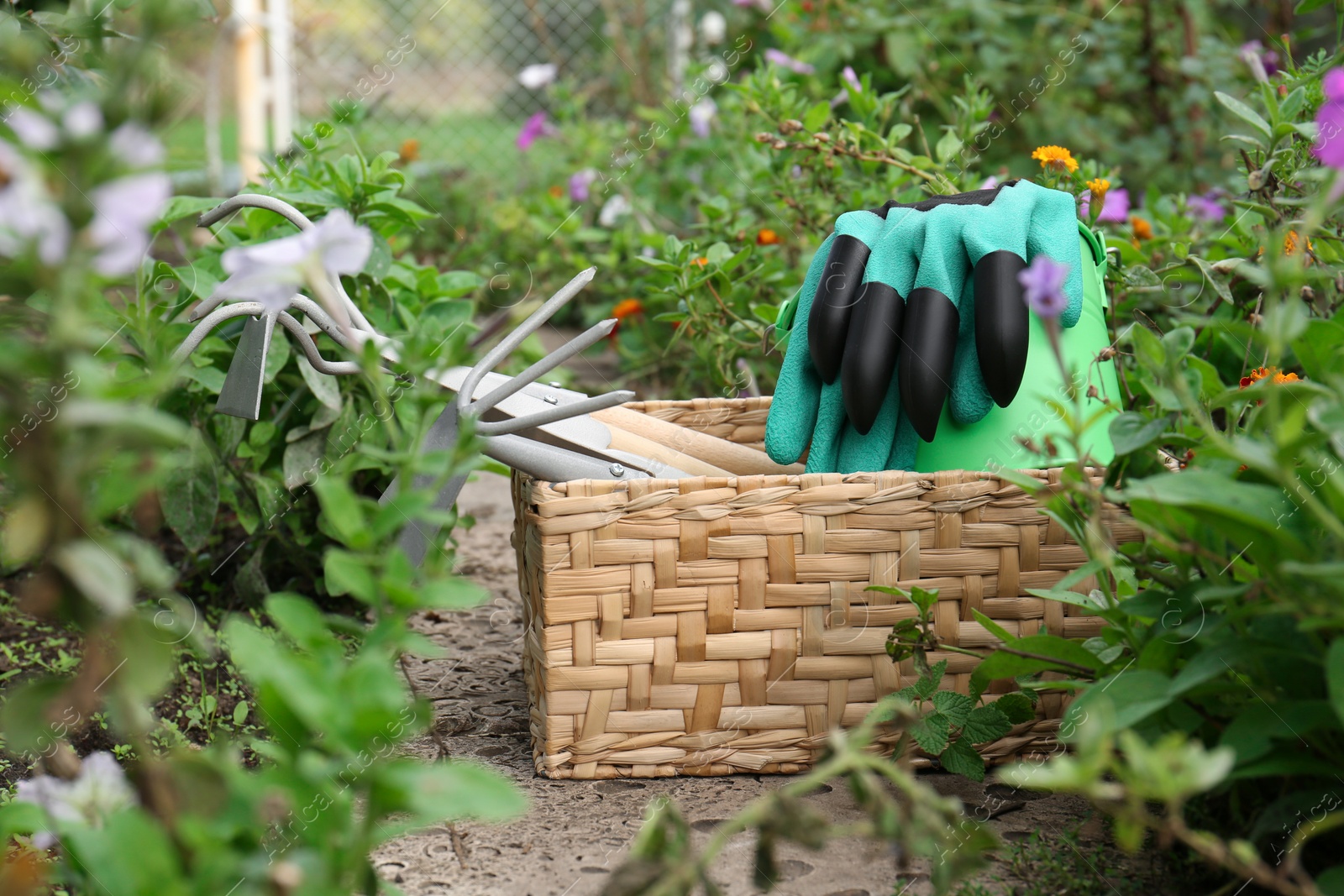 Photo of Wicker basket with gloves and gardening tools near flowers outdoors