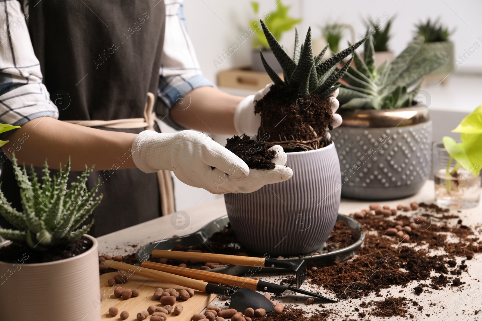 Photo of Woman transplanting Haworthia into pot at table indoors, closeup. House plant care