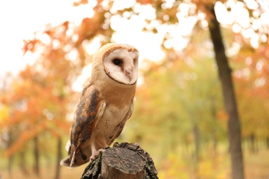 Photo of Beautiful common barn owl on tree outdoors