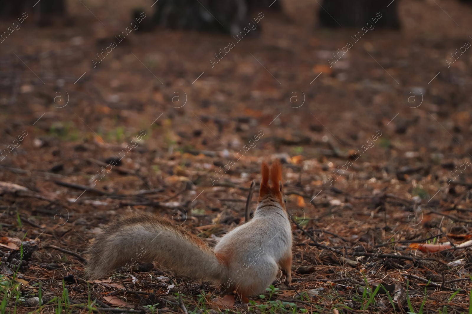 Photo of Cute red squirrel in forest, back view