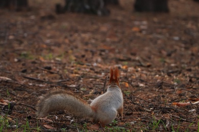 Cute red squirrel in forest, back view