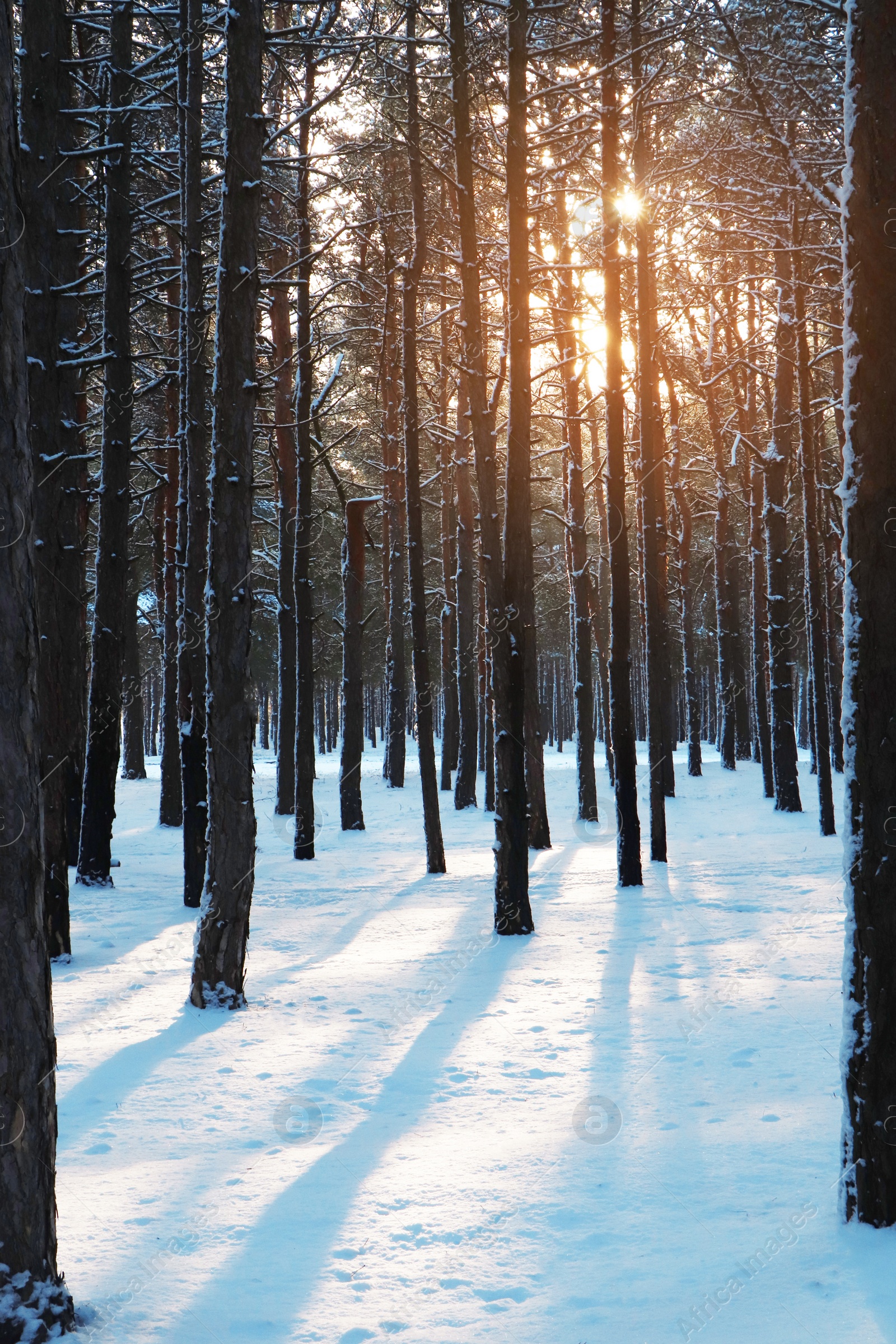 Photo of Picturesque view of snowy pine forest in winter morning