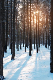 Picturesque view of snowy pine forest in winter morning