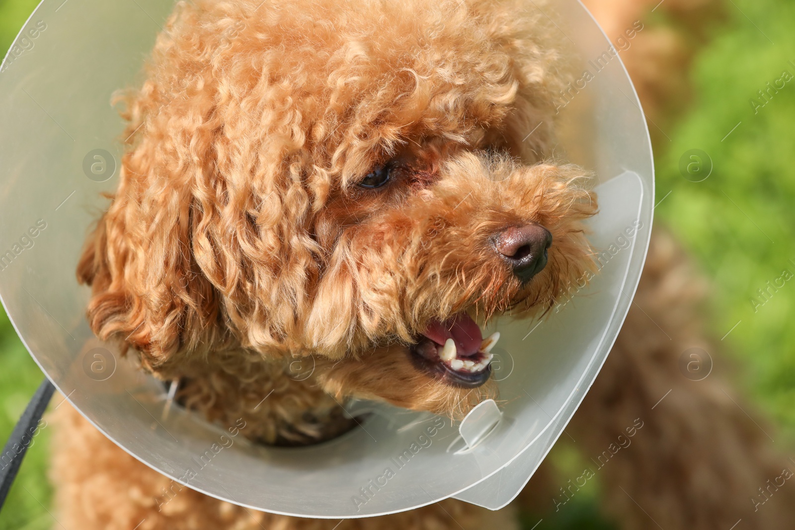 Photo of Cute Maltipoo dog with Elizabethan collar outdoors, closeup