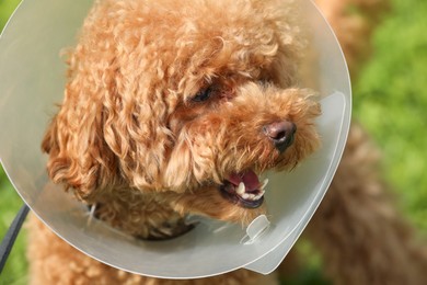 Cute Maltipoo dog with Elizabethan collar outdoors, closeup
