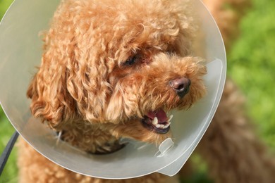 Photo of Cute Maltipoo dog with Elizabethan collar outdoors, closeup