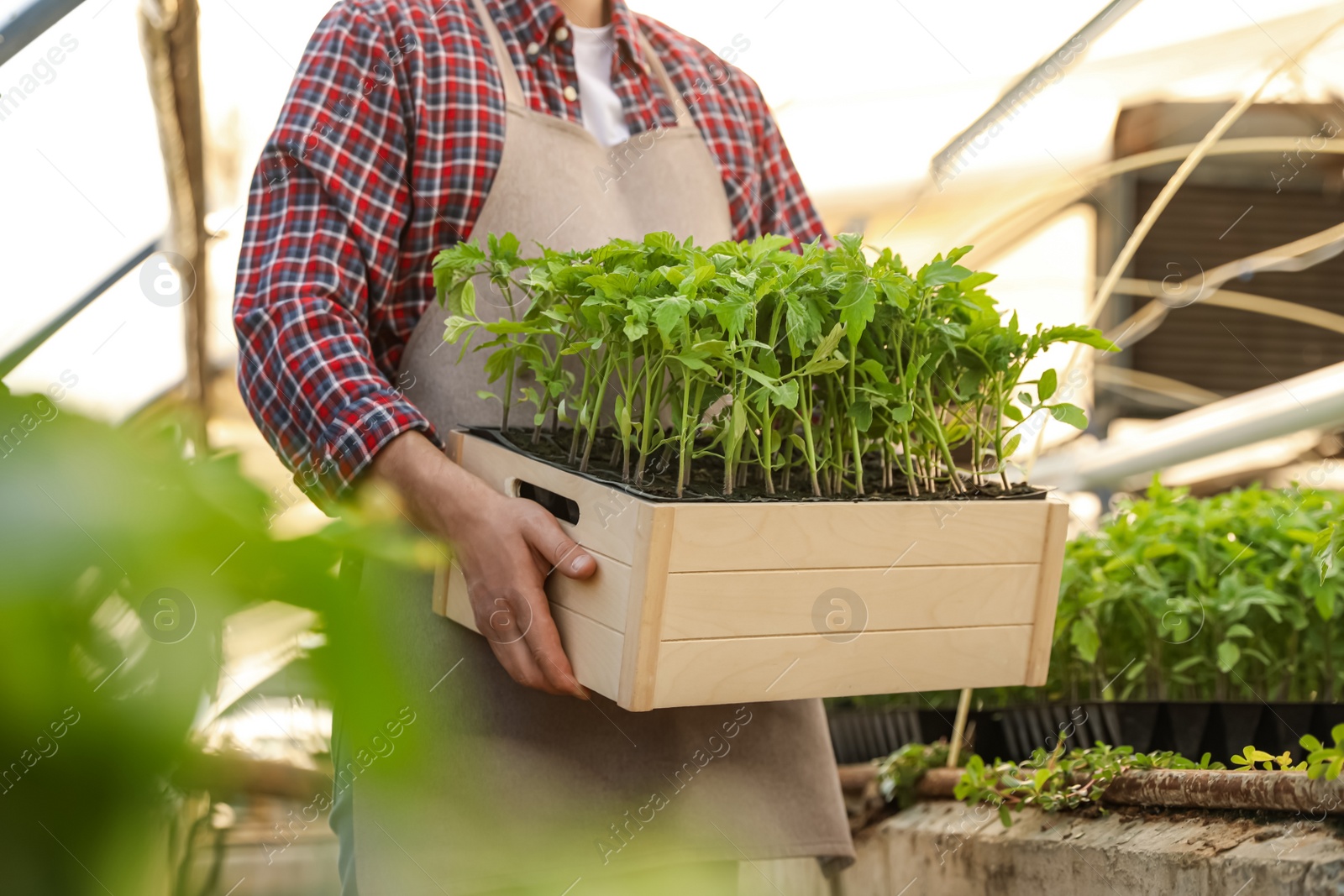 Photo of Man holding wooden crate with tomato seedlings in greenhouse, closeup