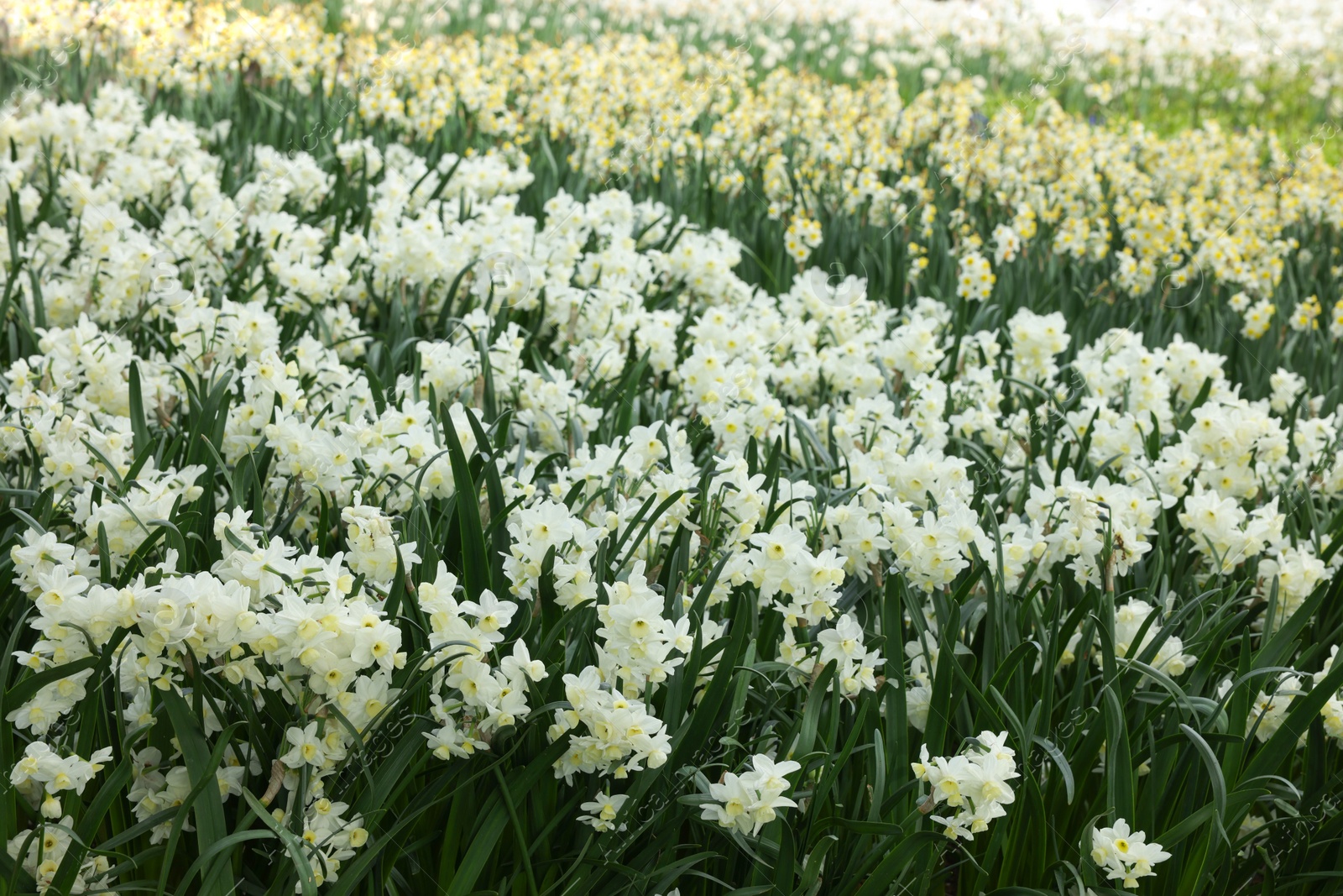 Photo of Many beautiful narcissus flowers growing outdoors. Spring season