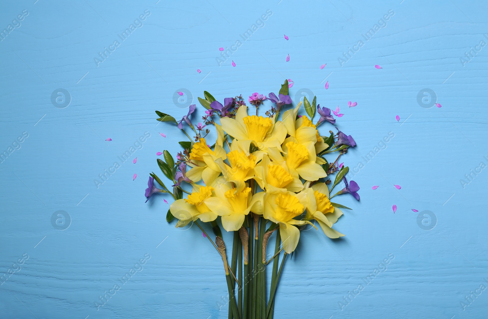 Photo of Bouquet of beautiful yellow daffodils and periwinkle flowers on light blue wooden table, top view