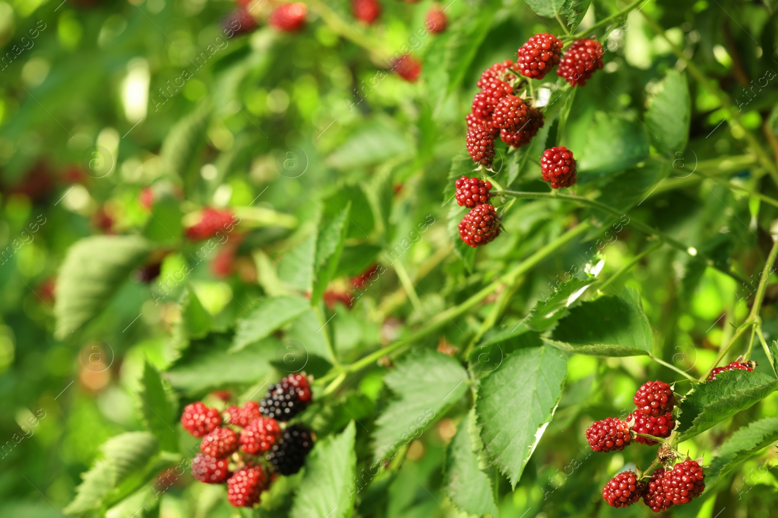 Photo of Unripe blackberries growing on bush outdoors, closeup