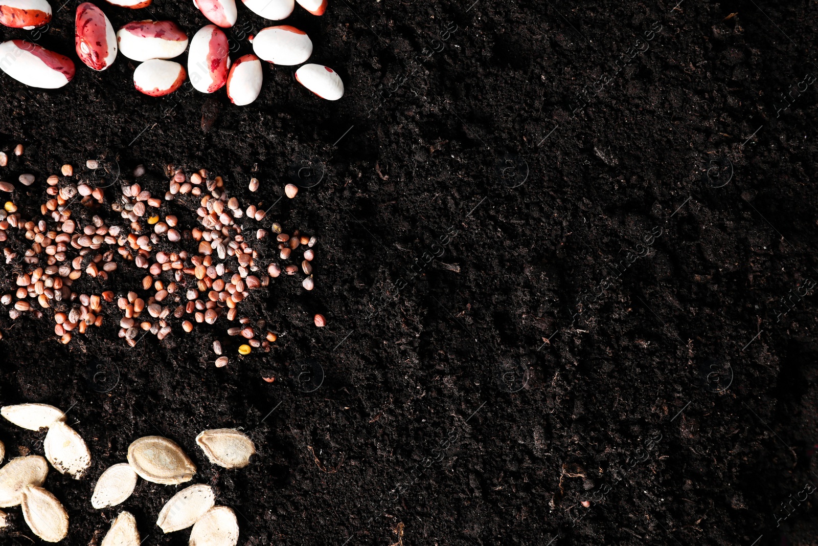 Photo of Different vegetable seeds on fertile soil, flat lay. Space for text