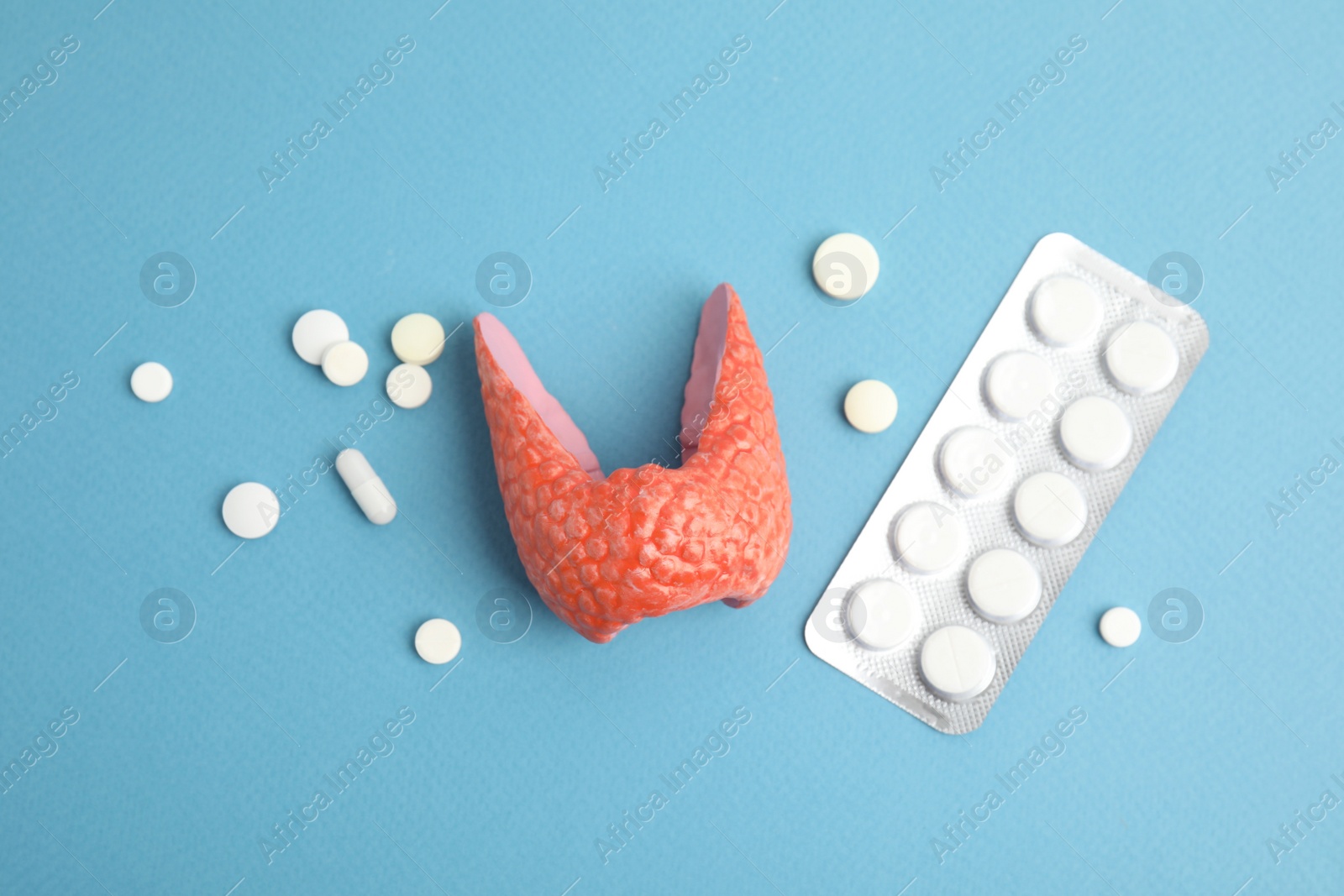 Photo of Plastic model of healthy thyroid and pills on light blue background, flat lay