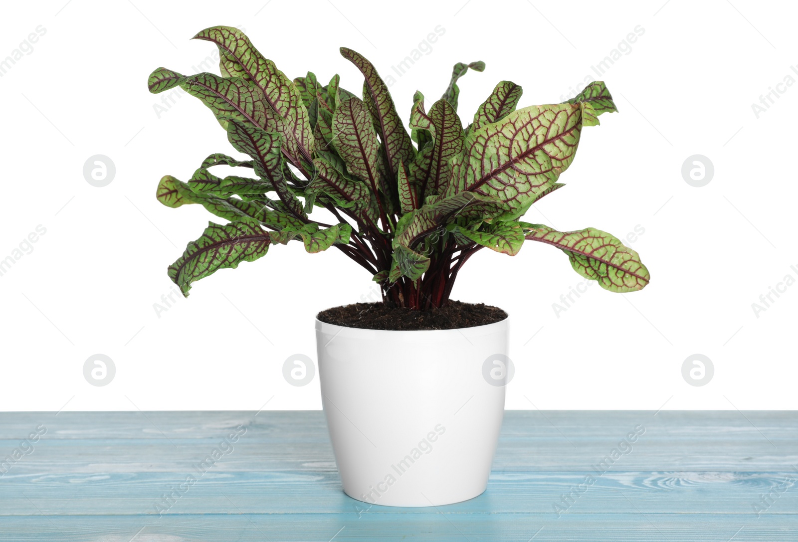 Photo of Sorrel plant in pot on blue wooden table against white background
