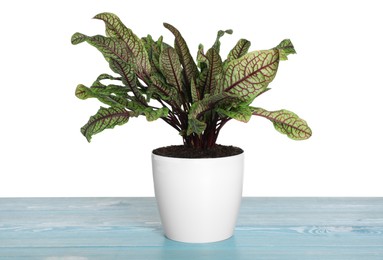 Sorrel plant in pot on blue wooden table against white background