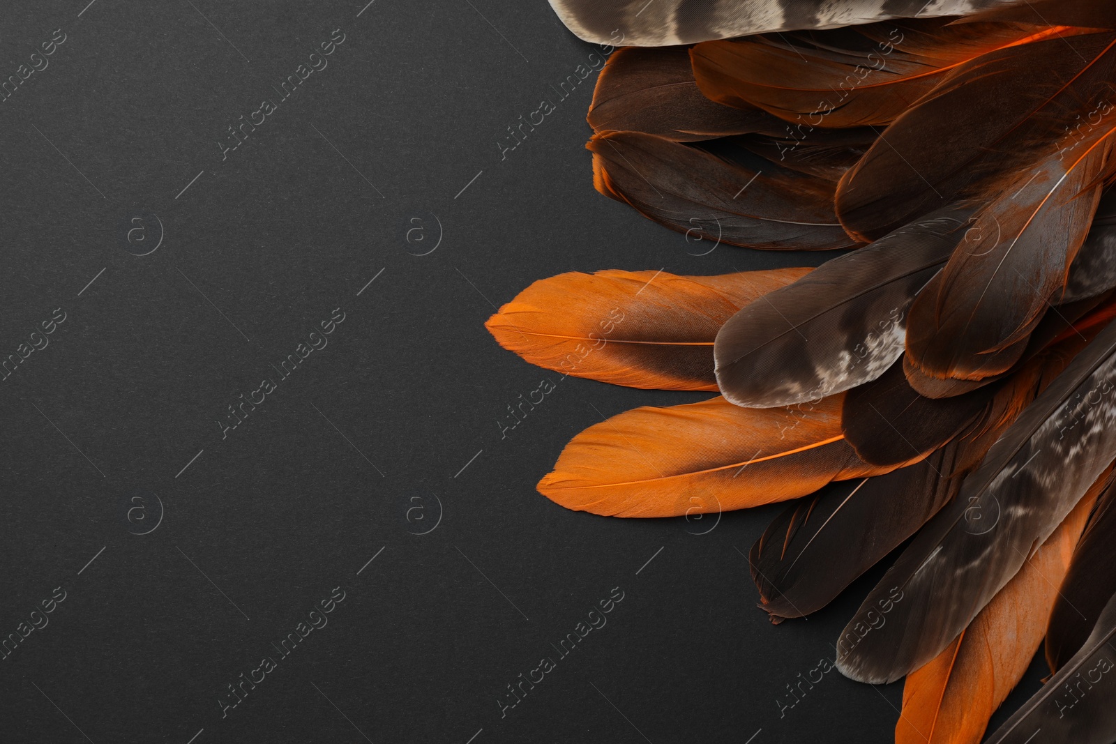 Photo of Many different bird feathers on black background, flat lay. Space for text