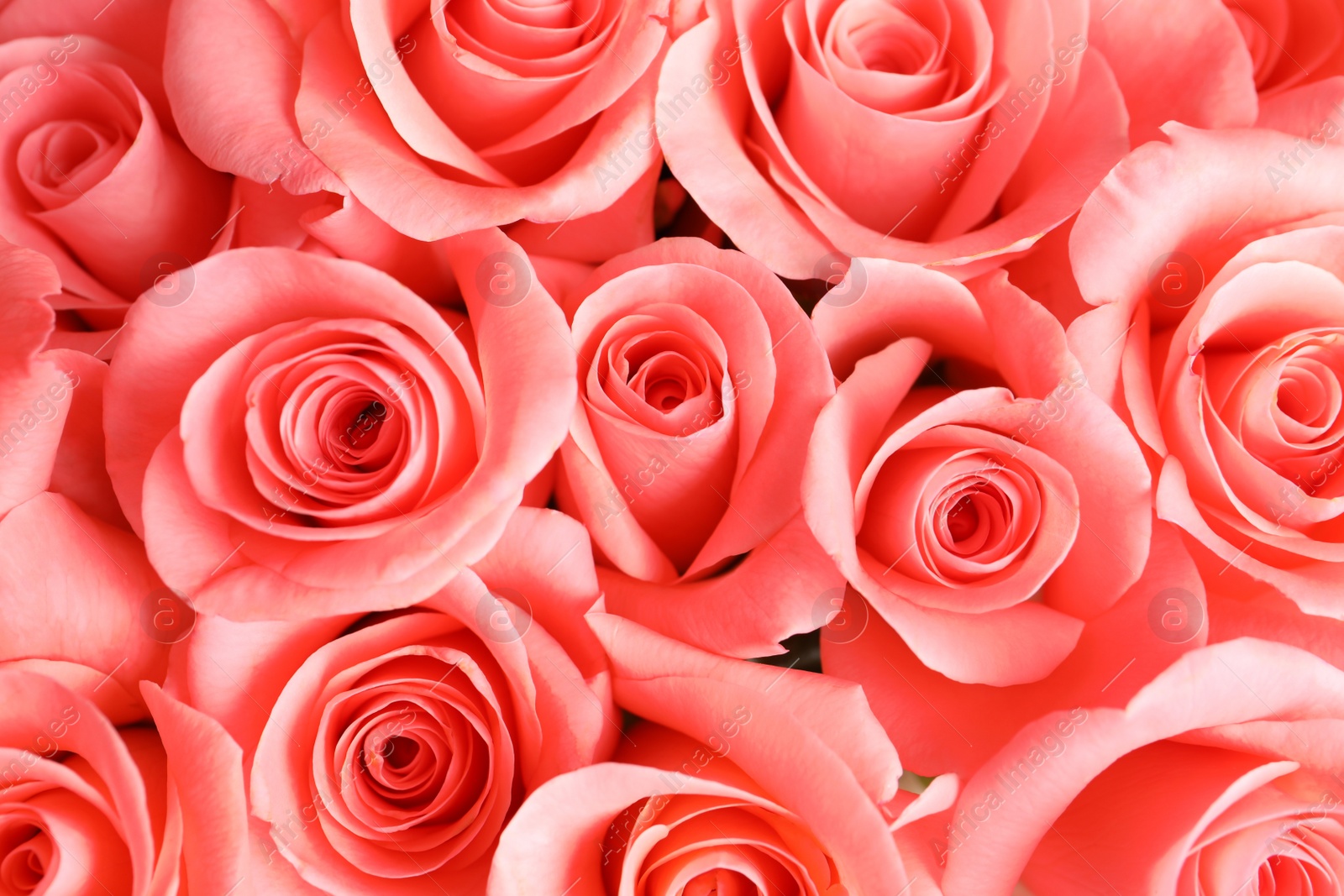 Photo of Beautiful roses as background