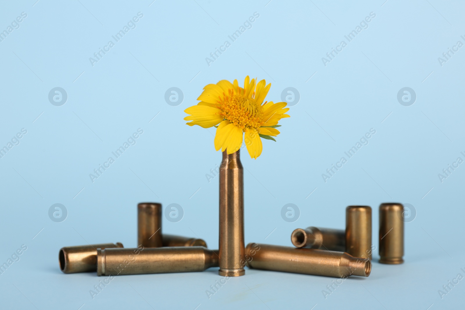 Photo of Bullet cartridge cases and beautiful yellow flower on light blue background