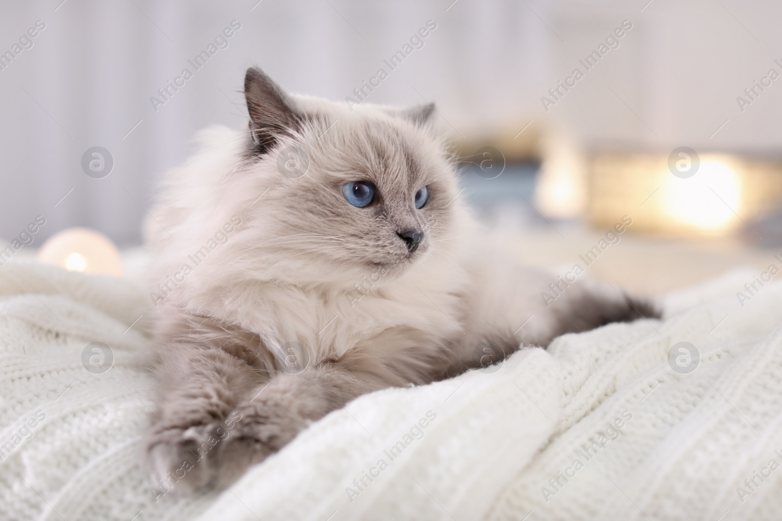 Photo of Cute cat lying on knitted blanket at home. Warm and cozy winter