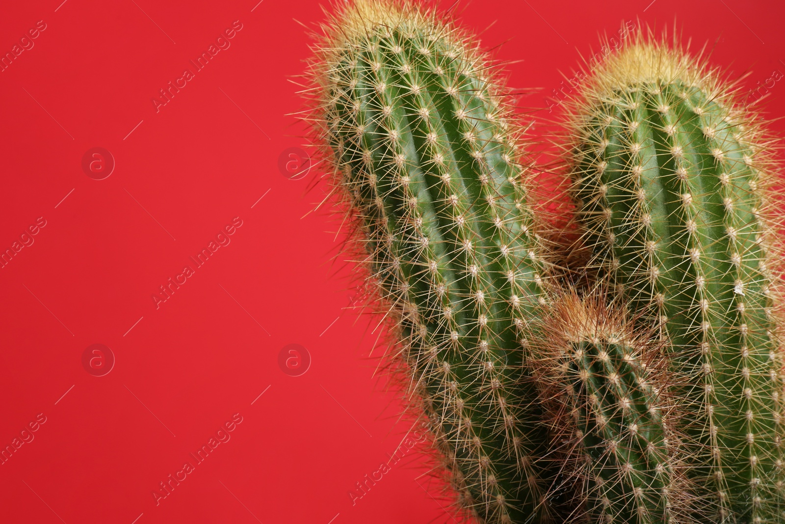 Photo of Beautiful green cactus on red background, space for text. Tropical plant