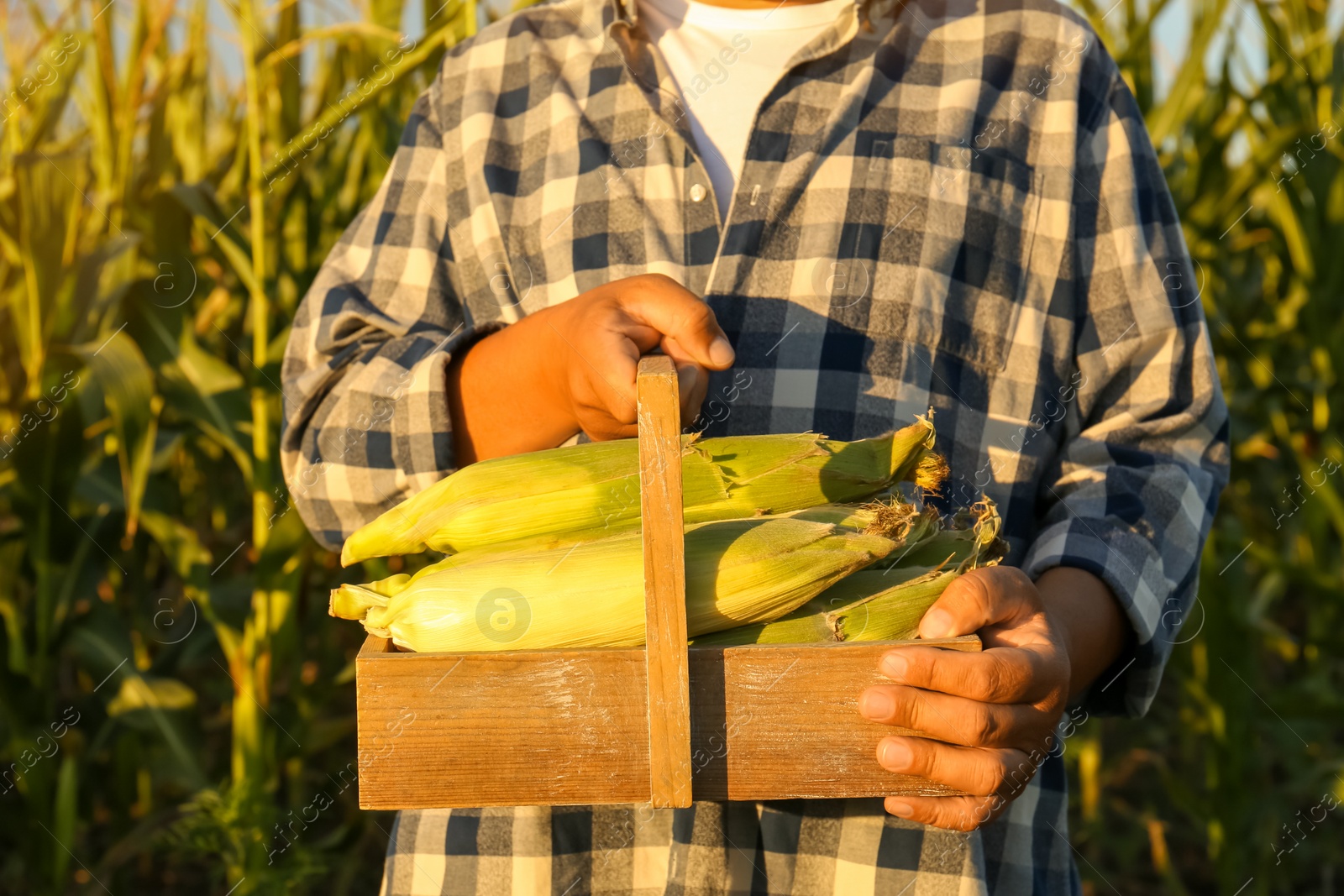 Photo of Man with crate of ripe corn cobs in field, closeup