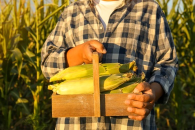 Photo of Man with crate of ripe corn cobs in field, closeup