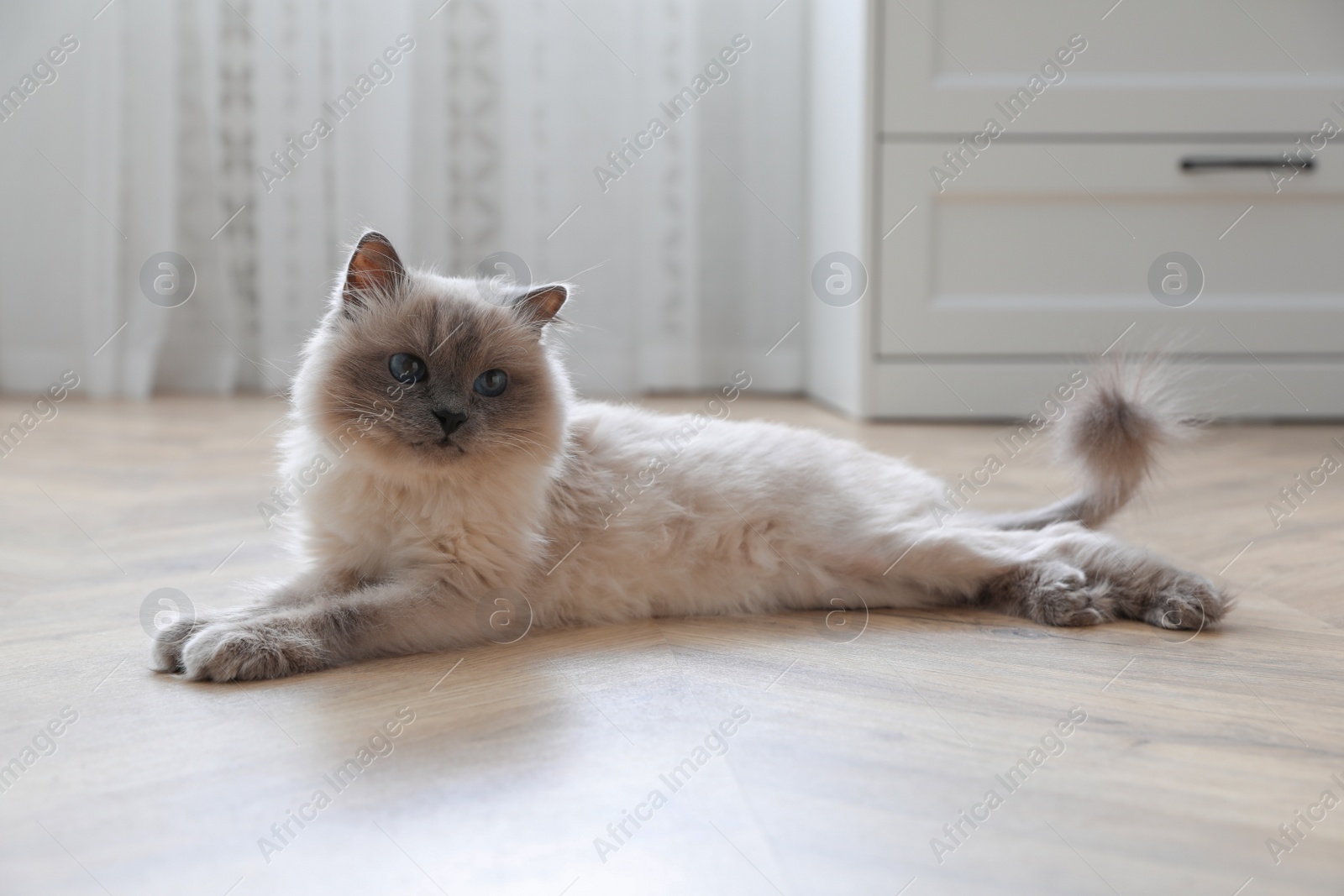 Photo of Beautiful fluffy cat lying on warm floor in room. Heating system